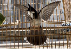 Giảm ₫5,000] Cám chim chào mào dinh dưỡng cao cấp Hiệp Đồng Nai Cám Đấu gói  200g Phụ kiện Kalotebon - tháng 8/2023 - BeeCost